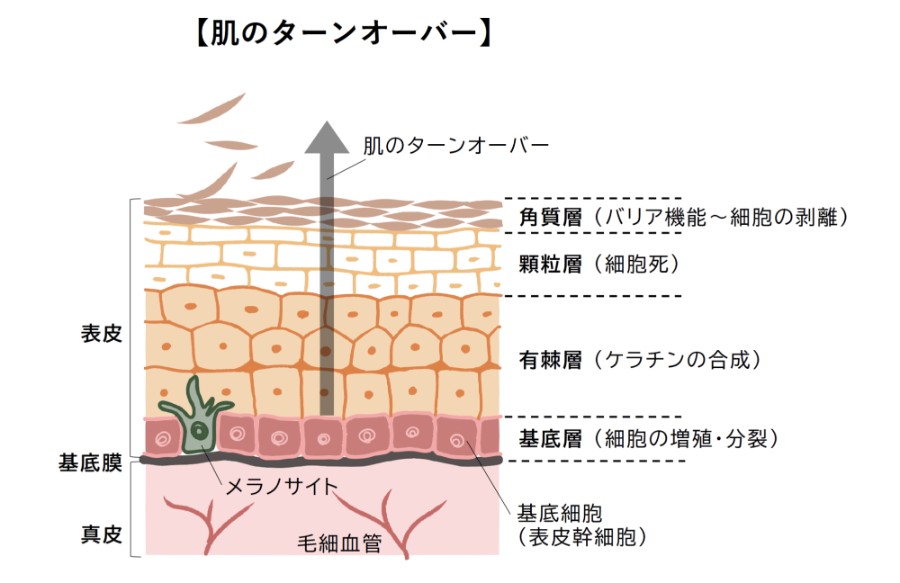 肌のターンオーバーを説明した図