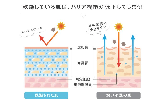 紫外線の肌への影響を説明した図