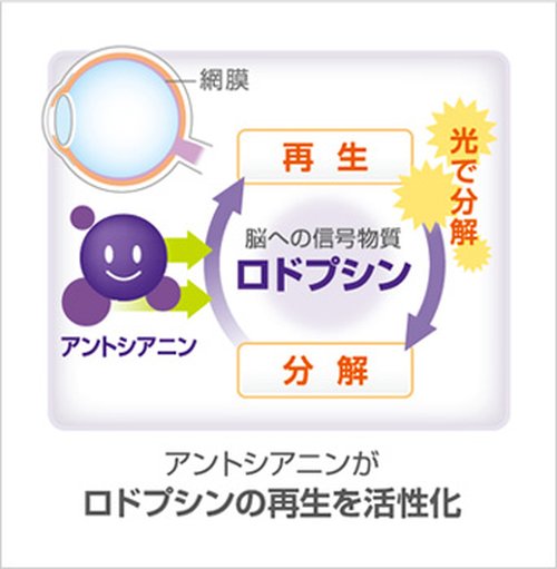 ブルーベリーで目の疲労回復