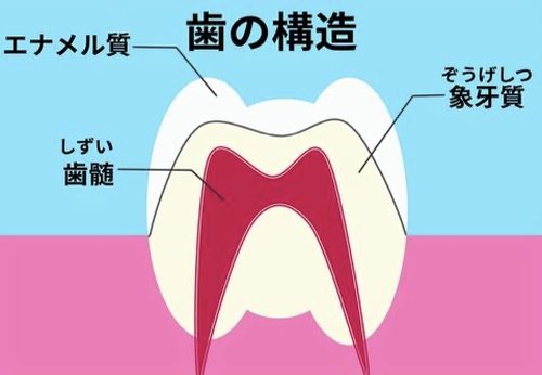 エナメル質の構造